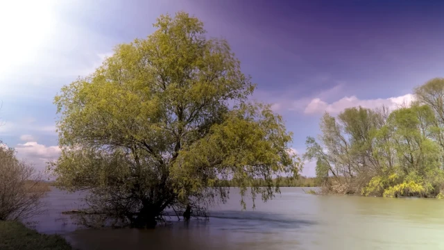 Im Donaudelta