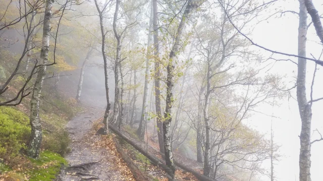 oberer Zugang zur Rotkehlchenstiege