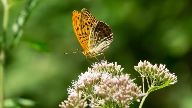 Julibild
