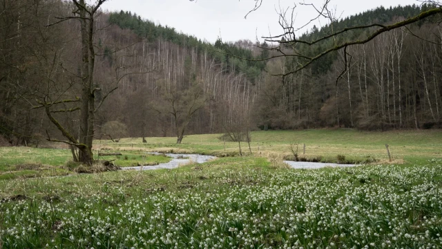 Märzenbecherwiesen