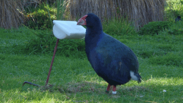 Takahe
