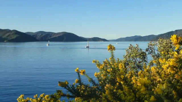 Queen Charlotte Sound vom Snout Point aus geknipst