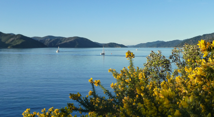 Queen Charlotte Sound vom Snout Point aus geknipst