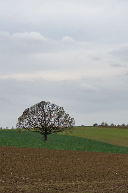 Einsamer Baum