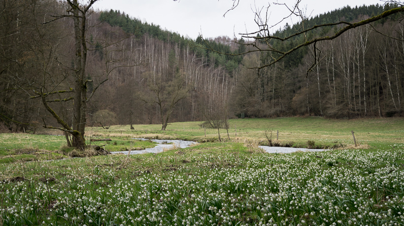 Märzenbecherwiesen