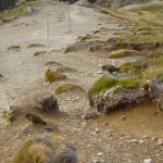 Zwei Keas auf dem Robert Ridge.