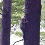 Ein Opossum - die Viehcher sind hier eine Plage.