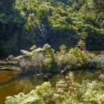 Im lichten Regenwald von Punakaiki.