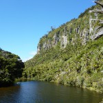 Blick auf ein Stück Regenwald in Punakaiki. 