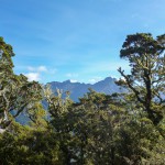 Ausblick aus dem Wald (Kepler Track)