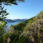 Queen Charlotte Sound vom Snout-Track aus