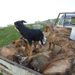 Die Puppies dürfen noch ganz faul mitfahren.