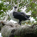 Ein schräger Vogel.