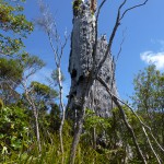 Ein alter Kauri-Tree.