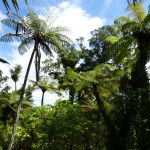 Blick aus dem Urwald der Coromandel Range.