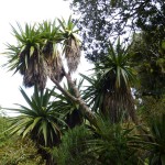 Und selbst die Cabbage Trees blühen.