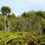 krasse Vegetation