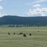 Die Geier warten auf überfahrene Tiere.