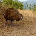 Weka