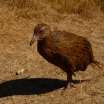 Weka