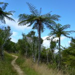 Auf dem Queen Charlotte Track