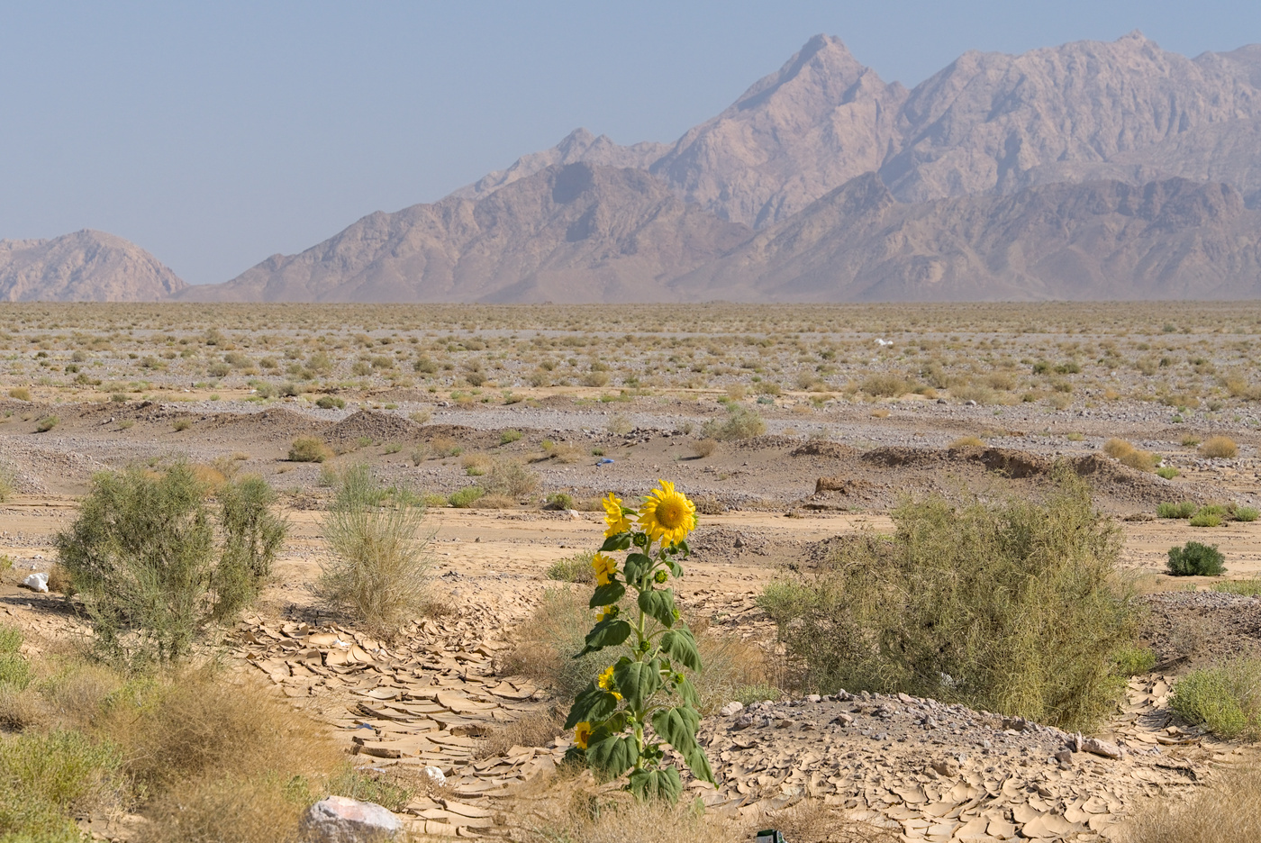 Sonnenblume in der Wüste