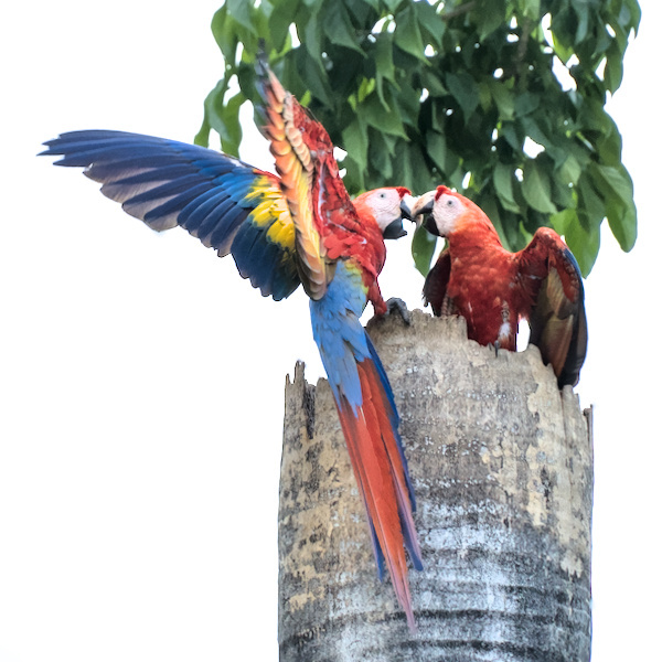 Define green! – Costa Rica
